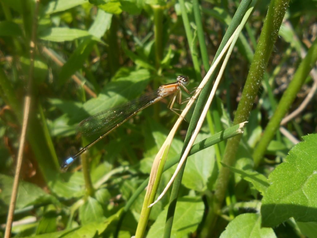 Ischnura elegans (f. rufescens)